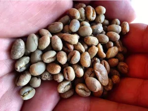Grimpeur’s Choice Single Origin Coffee Subscription Plan