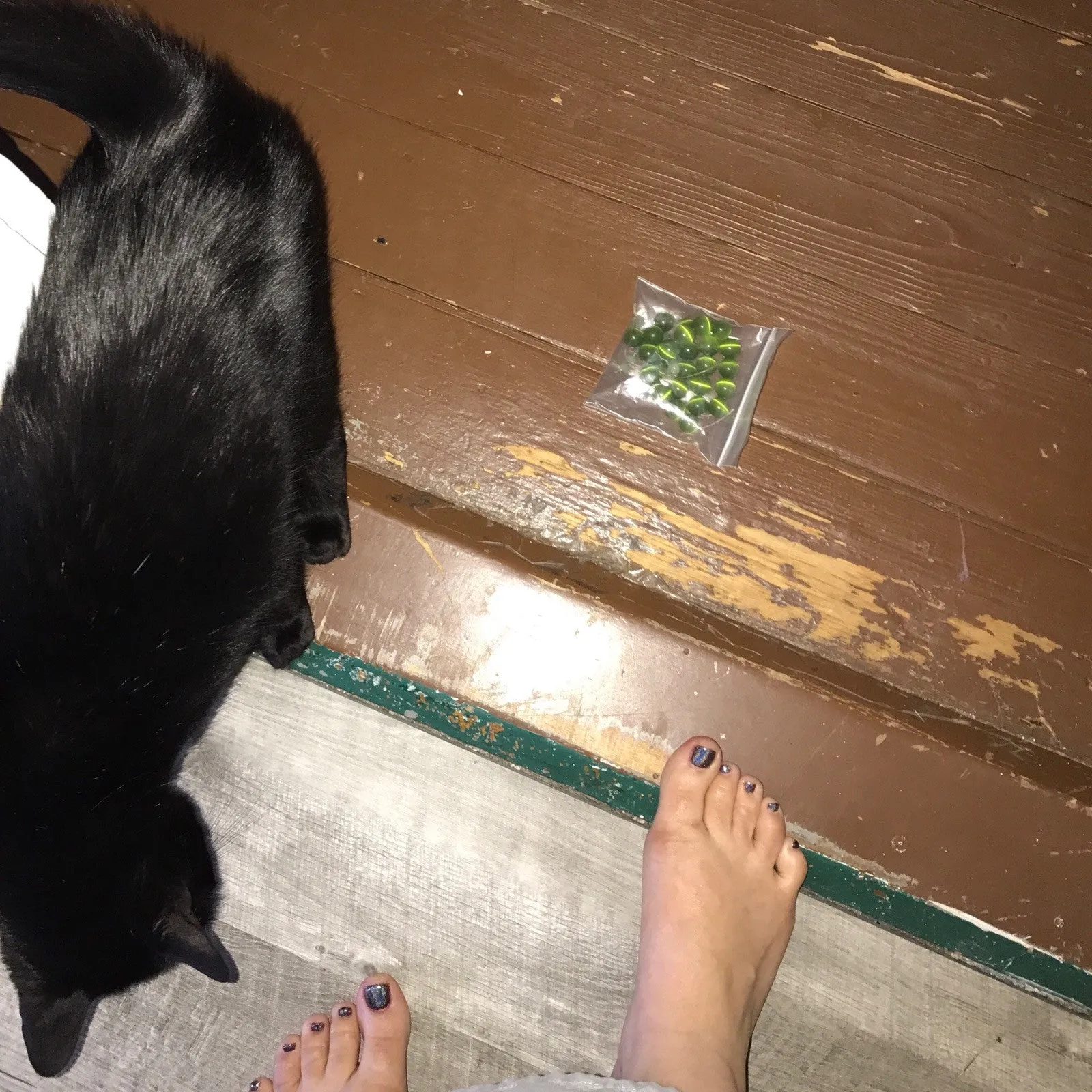 What The Cat Dragged In #4
